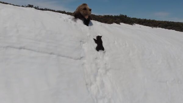 Si quieres sobrevivir, aprende a escalar - Sputnik Mundo