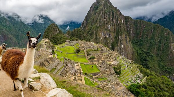 Una llama en Machu Picchu, Perú - Sputnik Mundo