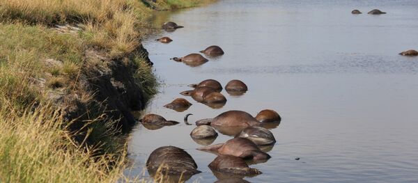 Los búfalos muertos en un río del parque nacional de Botsuana - Sputnik Mundo