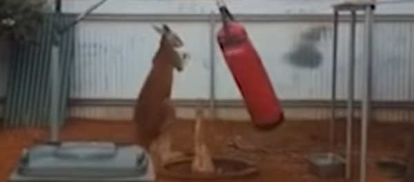 Este canguro podría darle una paliza a Mike Tyson Este canguro podría darle una paliza a Mike Tyson - Sputnik Mundo