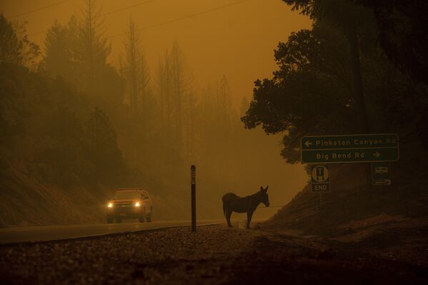 El infierno en el paraíso: los estragos de los incendios en California - Sputnik Mundo