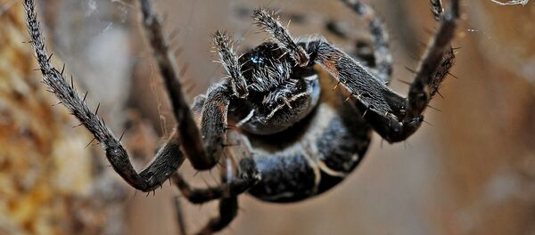 Una araña - Sputnik Mundo