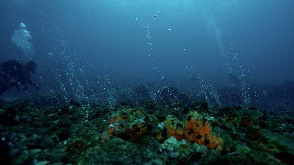 Imagen registrada en las Islas Galápagos, parte de la exposición 'The Origins of Color' del artista Paul Rosero Contreras - Sputnik Mundo