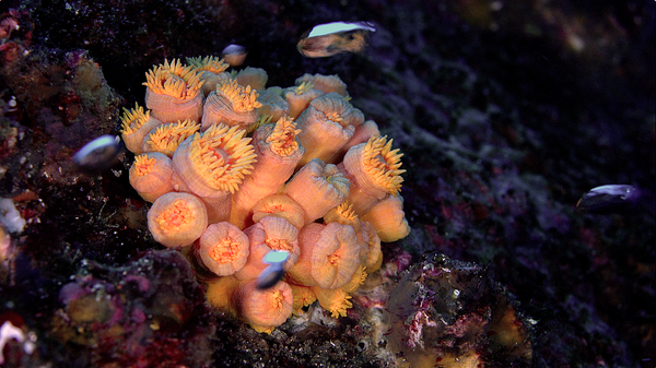 Islas Galápagos, el patrimonio latinoamericano que es el eje de una exhibición en Moscú (fotos) - Sputnik Mundo