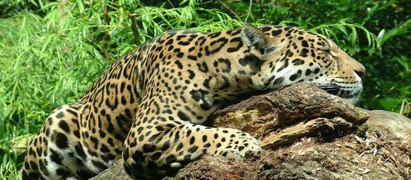 Jaguar - Sputnik Mundo