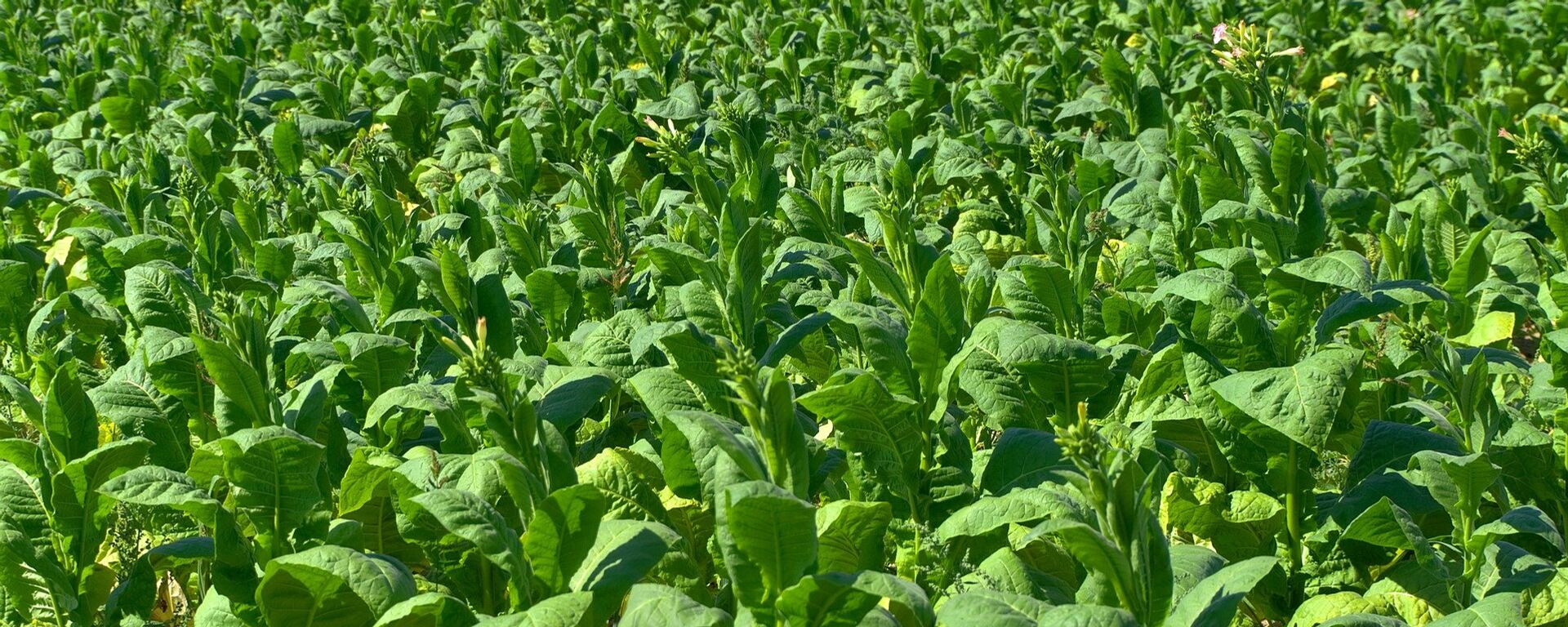Una plantación de tabaco - Sputnik Mundo, 1920, 16.10.2020