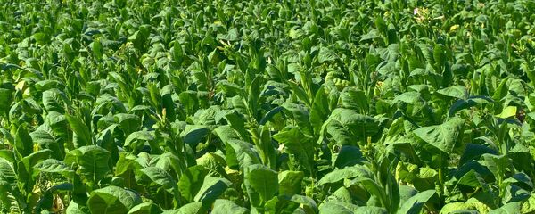 Una plantación de tabaco Una plantación de tabaco - Sputnik Mundo