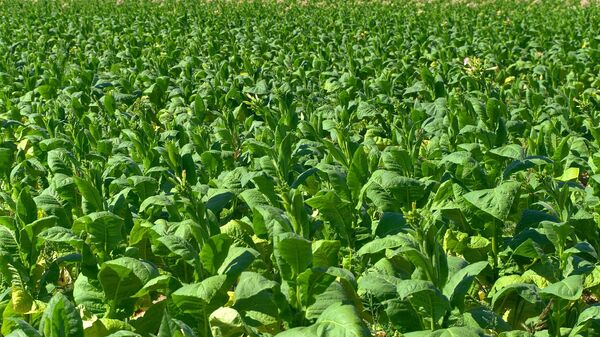 Una plantación de tabaco - Sputnik Mundo