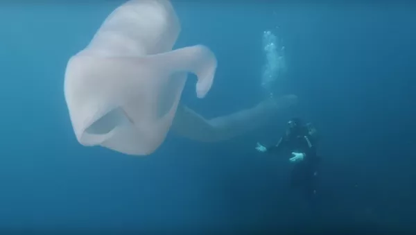 Buzos filman un raro monstruo marino en las aguas de Nueva Zelanda