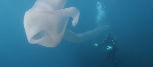 Buzos filman un raro monstruo marino en las aguas de Nueva Zelanda - Sputnik Mundo