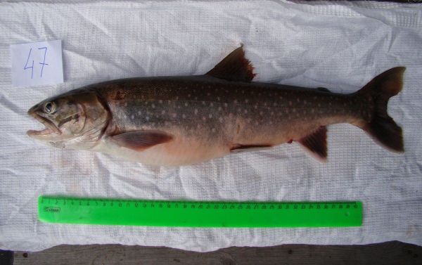 El Salvelinus boganidae, pez ‘más útil’ del mundo El Salvelinus boganidae, pez ‘más útil’ del mundo - Sputnik Mundo