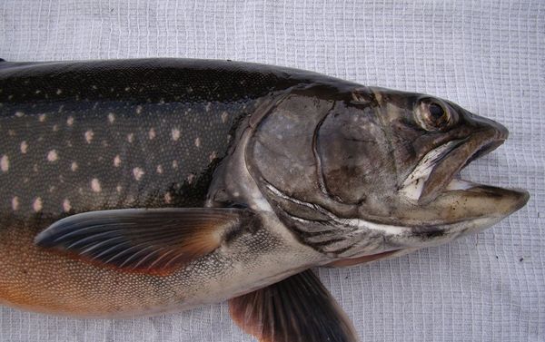 El Salvelinus boganidae, pez ‘más útil’ del mundo El Salvelinus boganidae, pez ‘más útil’ del mundo - Sputnik Mundo