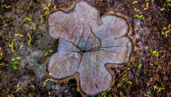 Los anillos de un árbol (imagen referencial) - Sputnik Mundo