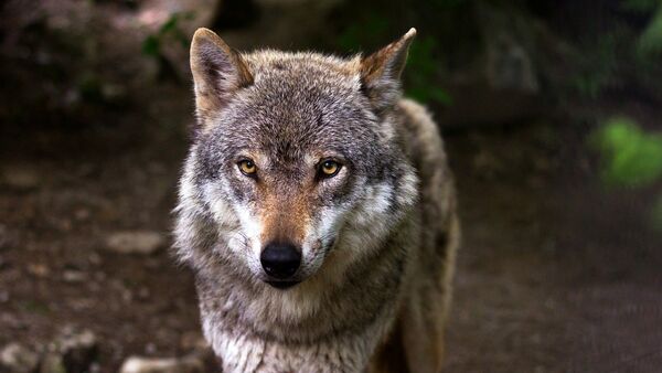 Un lobo, referencial - Sputnik Mundo