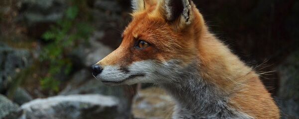 Un zorro (imagen referencial) - Sputnik Mundo