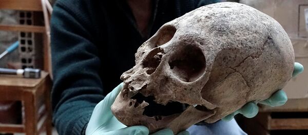 El arqueólogo Jedu Sagarnaga sostiene un cráneo como parte de un hallazgo arqueológico, en Mazo Cruz - Sputnik Mundo