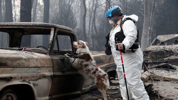 Búsqueda de los desaparecidos por incendios en California Búsqueda de los desaparecidos por incendios en California - Sputnik Mundo