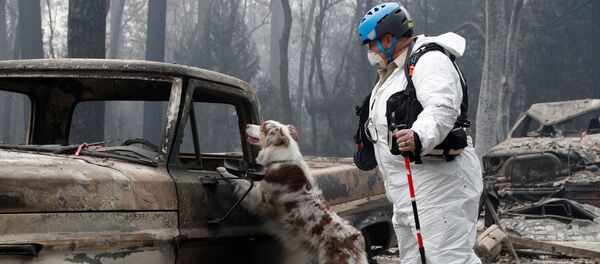 Búsqueda de los desaparecidos por incendios en California Búsqueda de los desaparecidos por incendios en California - Sputnik Mundo