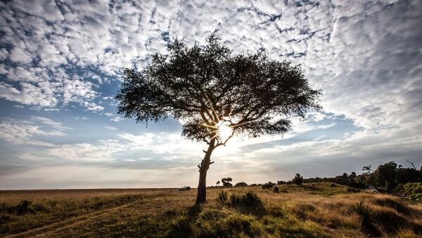 Reserva nacional Masai Mara en Kenia - Sputnik Mundo