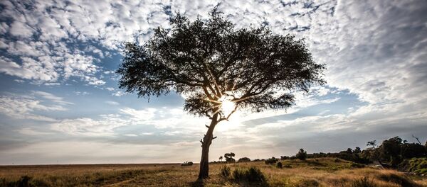 Reserva nacional Masai Mara en Kenia - Sputnik Mundo