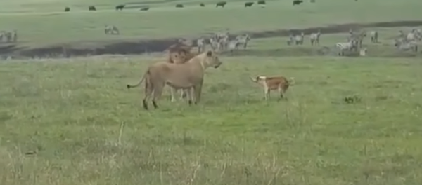 Un perro les muestra a dos leones quién es el verdadero 'rey de la selva' - Sputnik Mundo