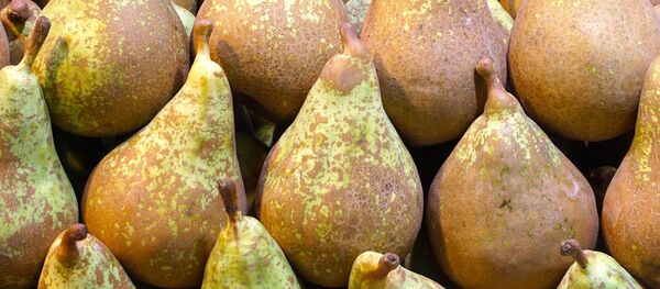Peras de la variedad Conference - Sputnik Mundo