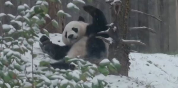 Un oso panda enloquece de alegría tras presenciar la primera nevada - Sputnik Mundo