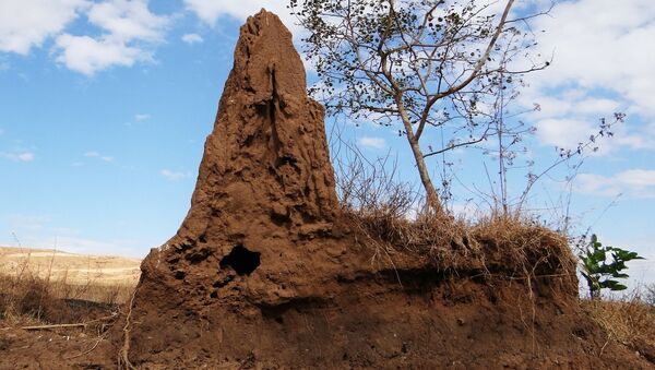 Un termitero (imagen referencial) - Sputnik Mundo