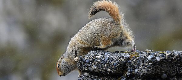 'Spermophilus parryi', el suslik ártico - Sputnik Mundo