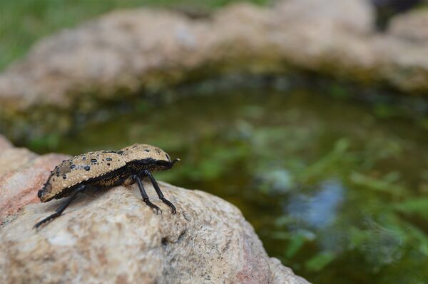 El maquech o escarabajo maya - Sputnik Mundo