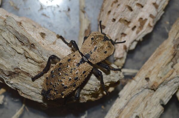El maquech o escarabajo maya  - Sputnik Mundo