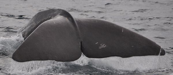 La cola de una ballena (imagen referencial) - Sputnik Mundo