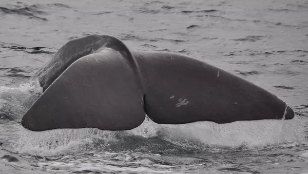La cola de una ballena (imagen referencial)