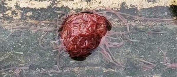 Houston, tenemos un problema: un hombre se topa con un 'monstruo de las alcantarillas' Houston, tenemos un problema: un hombre se topa con un 'monstruo de las alcantarillas' - Sputnik Mundo