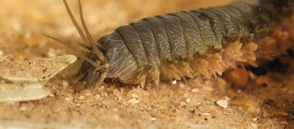 Alitta virens de la clase de los anélidos llamados poliquetos (Archivo) - Sputnik Mundo