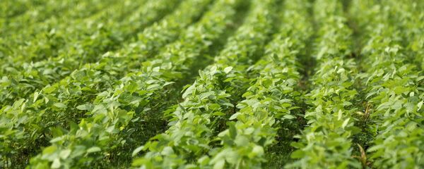 Un campo de soja - Sputnik Mundo