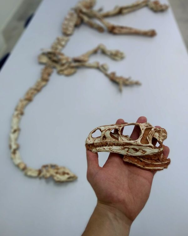 Los restos de Macrocollum itaquii, el dinosaurio de cuello largo más antiguo del mundo  - Sputnik Mundo