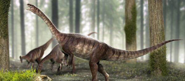 El dinosaurio de cuello largo más antiguo del mundo - Sputnik Mundo