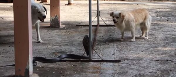 Un par de valientes perros atacan a una peligrosa cobra - Sputnik Mundo