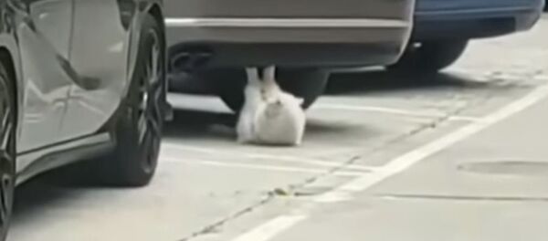 Un gato 'fisiculturista' se hace viral en las redes - Sputnik Mundo