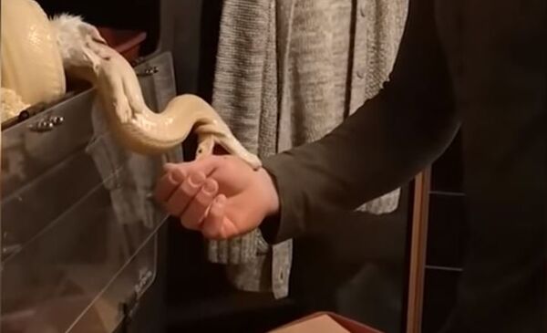 La alimentación de una pitón acaba en accidente para su dueño La alimentación de una pitón acaba en accidente para su dueño - Sputnik Mundo