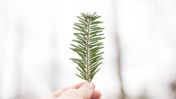 Pino (imagen referencial) - Sputnik Mundo