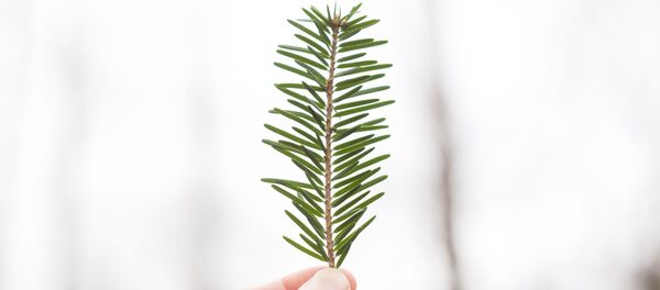 Pino (imagen referencial) - Sputnik Mundo