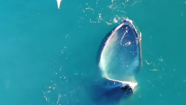 Así elabora la ballena jorobada una piscina artificial para darse un festín - Sputnik Mundo