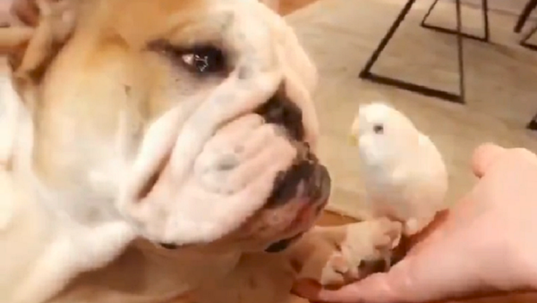 La inusual amistad entre un bulldog y un pajarito - Sputnik Mundo