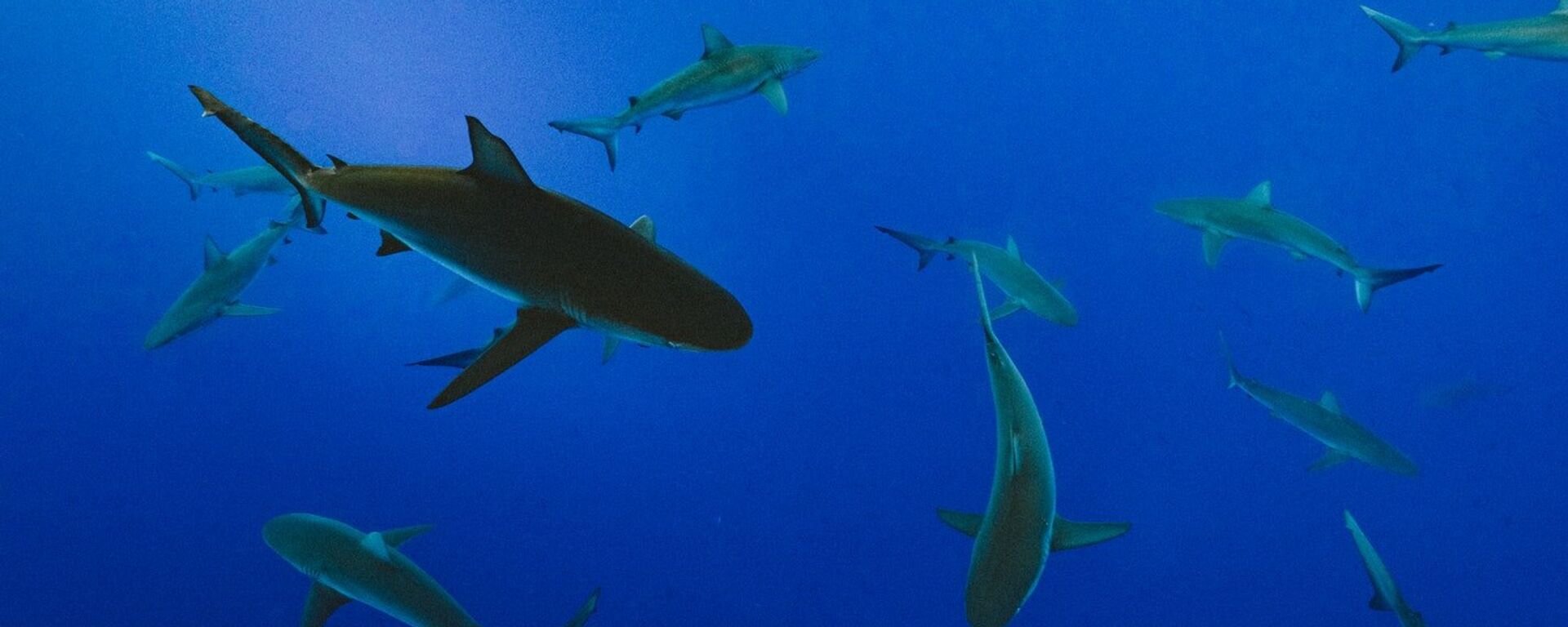 Tiburones, imagen referencial Tiburones, imagen referencial - Sputnik Mundo, 1920, 11.06.2021