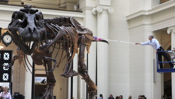 El titanosauro Tyrannosaurus rex, referencial El titanosauro Tyrannosaurus rex, referencial - Sputnik Mundo