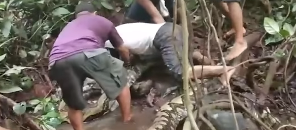 Hombres se enfrentan a una enorme pitón - Sputnik Mundo