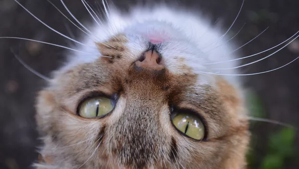 Un gato