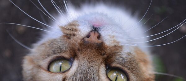 Un gato - Sputnik Mundo